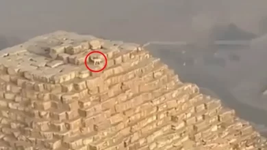 فيديو الكلب فوق الهرم كامل 2024 فيديو كلب فوق قمة هرم الجيزة