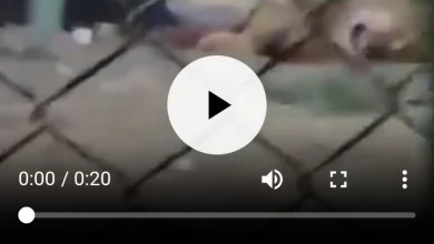 فيديو أسد يلتهم رأس حارس داخل حديقة الحيوان بالفيوم