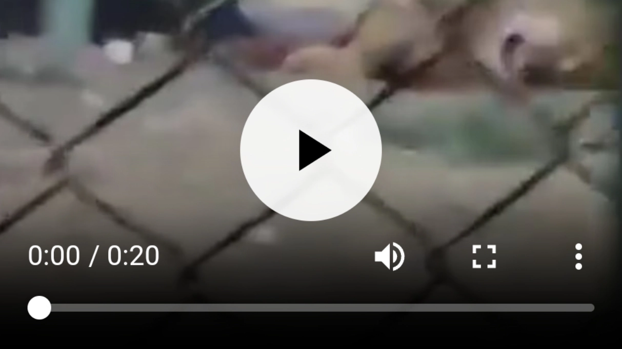 فيديو أسد يلتهم رأس حارس داخل حديقة الحيوان بالفيوم